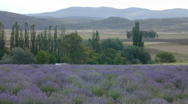 Sierras y campos de lavanda, una escapada inolvidable al sudoeste bonaerense