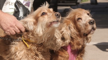 Morón: Casi 50 mil castraciones gratuitas a perros y gatos realizadas por la actual gestión municipal
