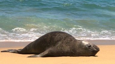 La Costa: las medidas preventivas ante la aparición de lobos marinos enfermos o muertos