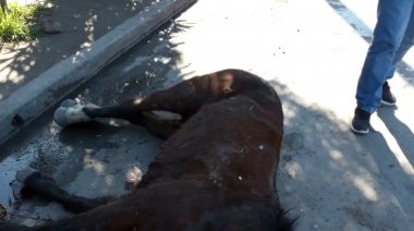 Otro equino muere por la ineficacia de la intendente K de Quilmes: bronca de vecinos 