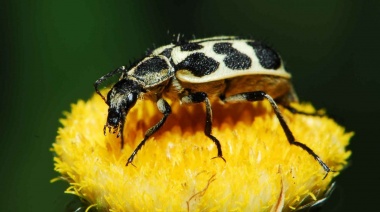 De qué se trata el insecto llamado “7 de oro” que preocupa a un municipio de la Séptima