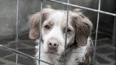 No se salvan ni los perros: por las medidas económicas de Milei, intendente cierra el refugio municipal de animales
