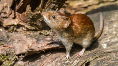 Tres Arroyos: Situación epidemiológica y medidas preventivas ante casos de hantavirus