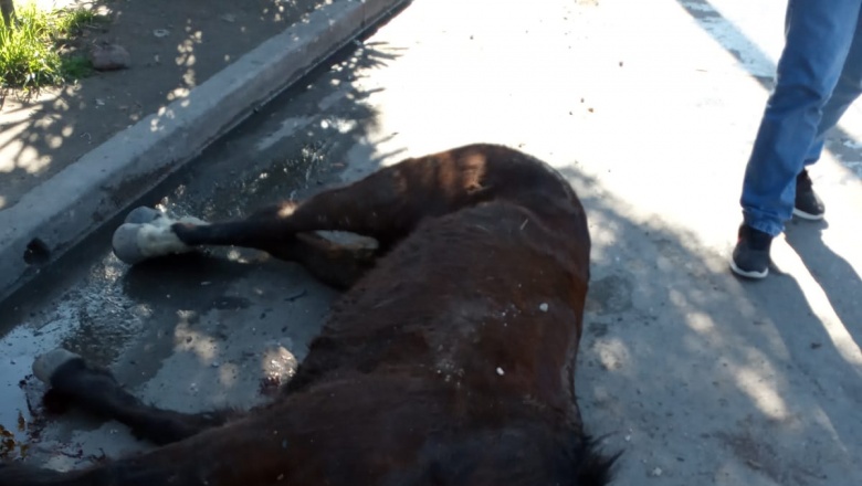 Otro equino muere por la ineficacia de la intendente K de Quilmes: bronca de vecinos 